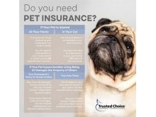 Pet Insurance